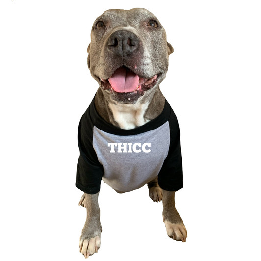 deaf dog apparel