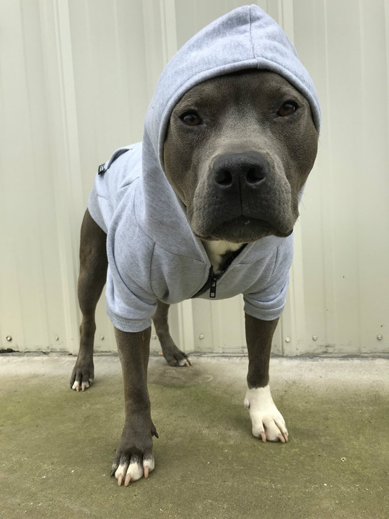 bully breed clothing