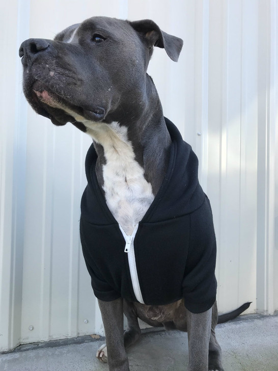 pitbull dog clothing