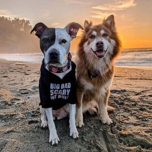 American Bully Large Dog Clothes For Pitbulls BIG BAD SCARY PIT