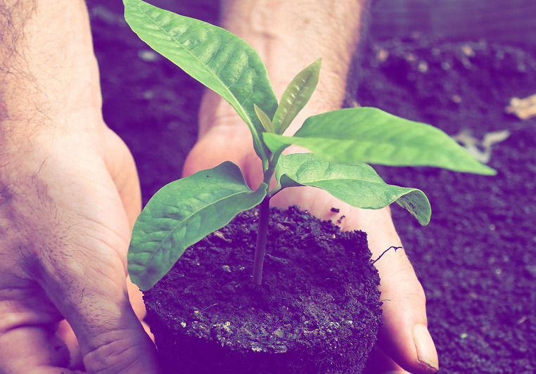 two hands planting a seedling in the ground