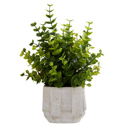 Eucalyptus -  Cement  Pot