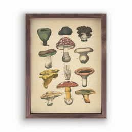 Framed Art - Mushrooms