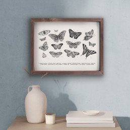 Butterflies 
