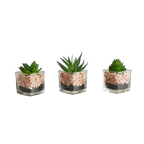 Succulent Set - Square Pot