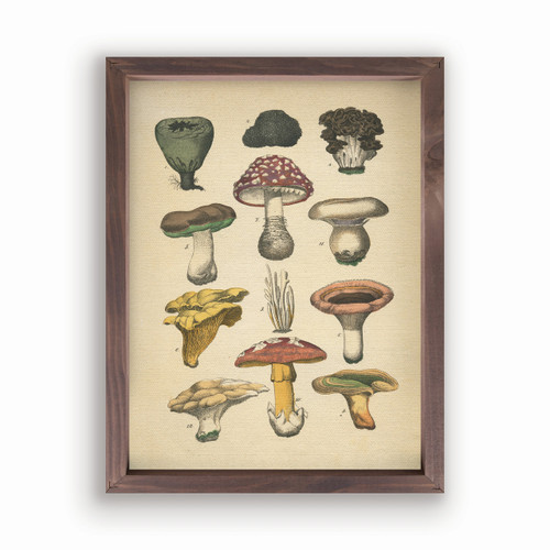 Framed Art - Mushrooms