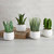 White Pot Cactus Set