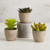 Succulent in Cement Pot - Set of 3