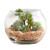 Succulent in Glass Pot - Set of 3