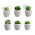 Succulents in Small Pot - Set of 6