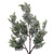 Evergreen Branch