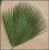 Fan Altar Palms - 4/Bag