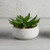 Succulent in Gray Pot - Crassula