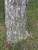 Epee #2 Blade Only