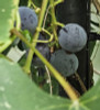 Backyard Grape Growing