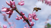 Help for Early Spring Pollinators