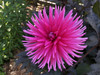 Guys and Dahlias: Tips on Growing this Fabulous Flower from the Experts