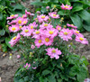 Fall Perennials to Suit any Garden