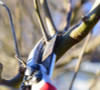 Winter Pruning:  Why, What, How and What NOT to?