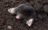 Little Critter Garden Defense: Voles, Moles and Friends