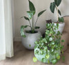 Houseplant Growing Tips