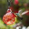 Hummingbird Feeders are Important During Fall Migration