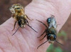 Mason Bees: A Valuable Early Spring Pollinator