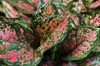 Pink Foliage Houseplants