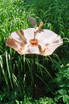 Copper Plated Bird Bath with Brass Hummingbird