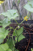 Cucumber trellis