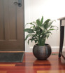 Sevda Dark Antique against a Brazilian Cherry floor