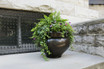 24" Arzu large brass planter planted with greens