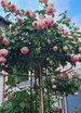 Giverny Rose Umbrella