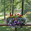 Bright flowers in Esin planter on deck railing