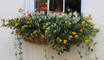 36" Window Hayrack with Molded Coco Liner
