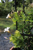 Up close view of rose trellis