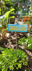 Oregano Herb Stake