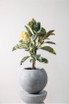 Artemis Sphere Planter in Grey