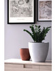 Indra planters in white and maroon