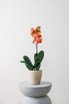 X Small Indra planter in creme