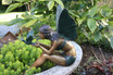 Bronze Bird Fairy Statue