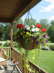 Planted Bellus hanging basket on porch