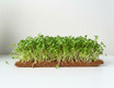 Microgreens on coco grow mat