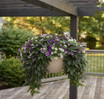 Hanging Bowl 20" in Taupe color planted and hanging from pergola
