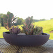 Low profile Bowl Planter shown in charcoal finish