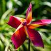 Pink Plumeria Paper Pinwheel