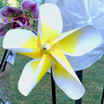 Yellow Plumeria Paper Pinwheel
