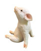 Day Dreaming Piglet Statue