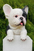 French Bulldog statue
