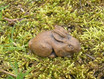 Miniature Bunny on moss